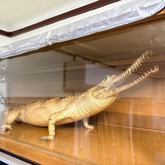 ワニ　剥製の画像