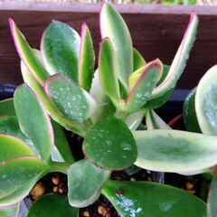 多肉植物　きらめき(金のなる木）1点の画像