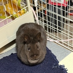 ネザーランドドワーフラビットの画像