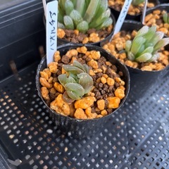 ハオルチア　フダ落ち⑥〜⑦の画像