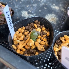 ハオルチア　フダ落ち⑨〜12の画像