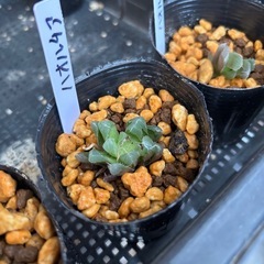 ハオルチア　フダ落ち⑨〜12の画像