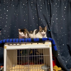 玄関母猫が子猫を連れて来ました、1週間もすると親猫姿を見せなくな...