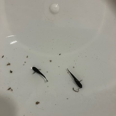 オロチメダカ 親サイズ 1ペア＋メス1 濃黒 繁殖向けの画像