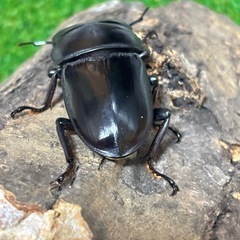 グランディスオオクワガタ♂♀♀（3匹）トリオの画像