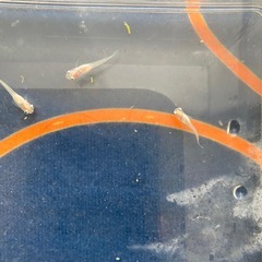 めだか　ポニョ10匹の画像