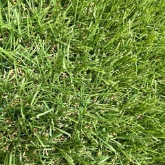 受付終了　人工芝　2m x 4m   2枚の画像