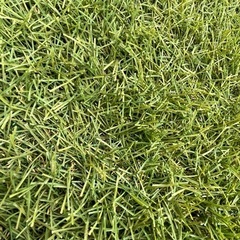 受付終了　人工芝　2m x 4m   2枚の画像