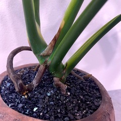 モンステラ・デリシオーサ コンパクト美株/デザイン陶器鉢付き 早い者勝ち✨の画像