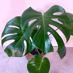 モンステラ・デリシオーサ コンパクト美株/デザイン陶器鉢付き 早い者勝ち✨の画像