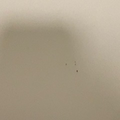 折り畳みローテーブル　ホワイトの画像