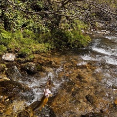✨R8 新米　予約✨　玄米30キロ　ひとめぼれ　減農薬　の画像