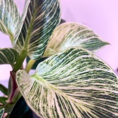 モンステラ バーキンお得2種セットの画像