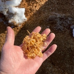 カンナクズで生の画像