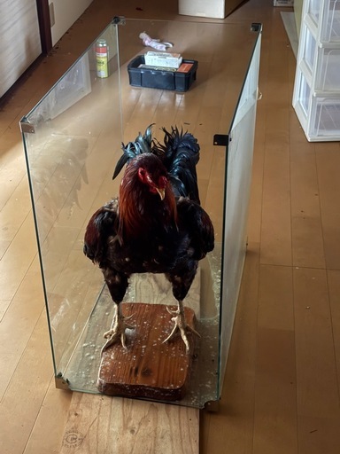 ガラスケース付き 鶏の剥製（店舗ディスプレイ・インテリアに）