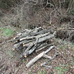 【無料】薪・焚き火用の原木（大雪の倒木）大量にあります。お引取り限定の画像