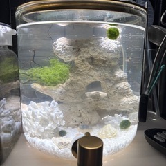 ホロホロシュリンプ