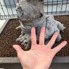 ガジュマル　盆栽
の画像