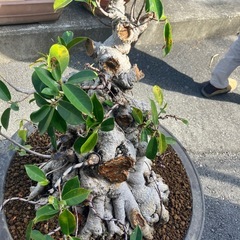 ガジュマル　盆栽の画像