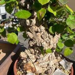 オオハマボウ　盆栽の画像