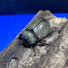 グラントシロカブト幼虫1匹の画像