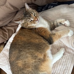 猫 - 猫