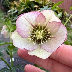 クリスマスローズの画像