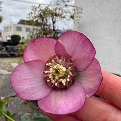 クリスマスローズの画像