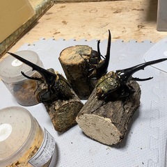 超大型血統ヘラクレスヘラクレス幼虫1匹の画像