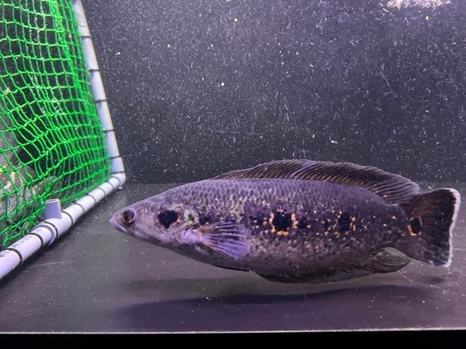 フラワートーマン40cm