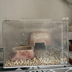 爬虫類ゲージセット
の画像