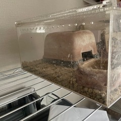爬虫類ゲージセット
の画像