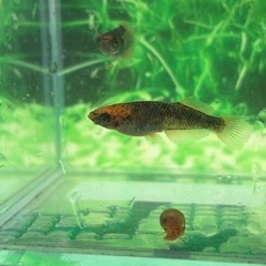 🎉(現物)グリフォン2ペア　二子玉メダカ様血統の画像