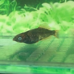 🎉(現物)グリフォン2ペア　二子玉メダカ様血統の画像