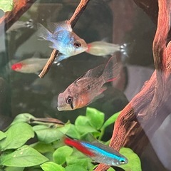 ミクロゲオファーガス、アルティスピノーサの画像