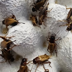 フタボシコオロギの画像