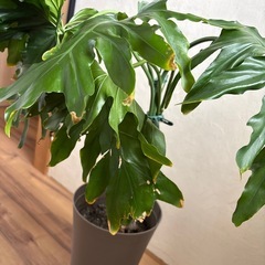 観葉植物　セロームの画像