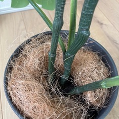 フェイクグリーン　モンステラ　人工観葉植物　　の画像