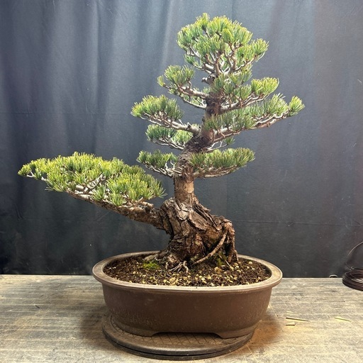 五葉松 盆栽 古木