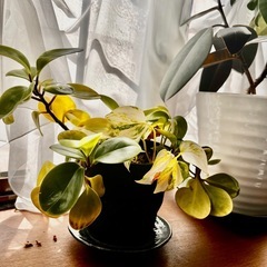 観葉植物５鉢まとめての画像