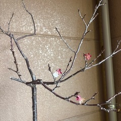 アーモンドの木の画像