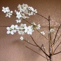 カルシウムの木の画像