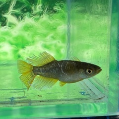 🎉オラフ2ペアの画像