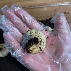 カブトムシ　幼虫の画像