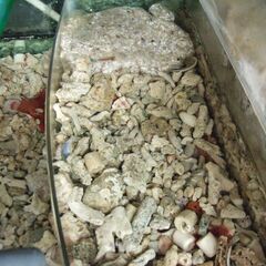 バクテリア付き海水魚用熟成ろ材　5ｋｇ　1000円の画像