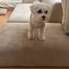 VENTOTA ソファーの画像