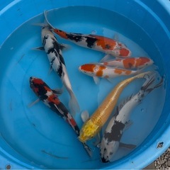 錦鯉まとめて／10000円の画像