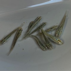 メダカ　緑光　めだか　5ペア❗️の画像
