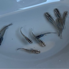 メダカ　決まりました🙇魔王改ブルードレス　5ペア めだか❗️の画像