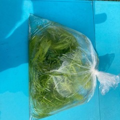 🌱マツモ水草の画像
